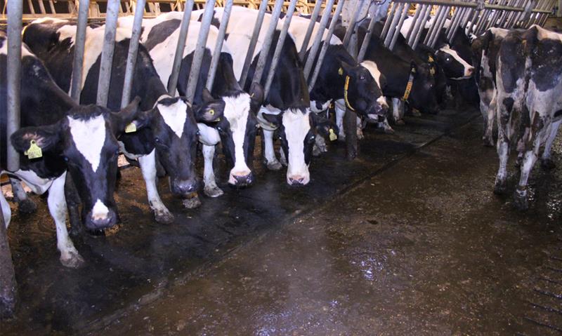 Cattle farm Bilidt - milking area
